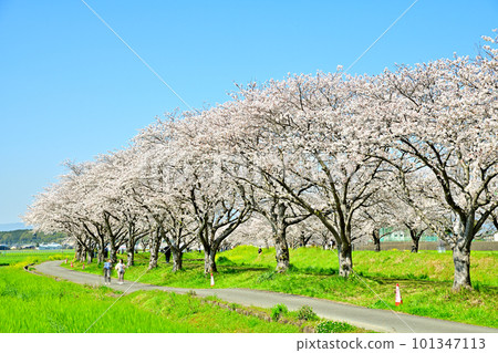 陽光明媚的春天，一排排櫻花盛開的庫薩巴河 101347113