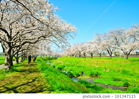 Rows of cherry blossom trees in full bloom Kusaba River in sunny spring 101347115