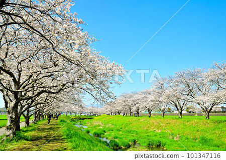 Rows of cherry blossom trees in full bloom Kusaba River in sunny spring 101347116