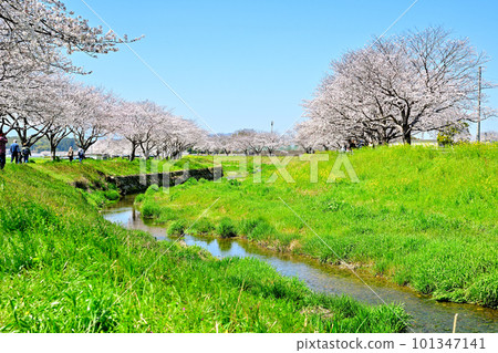 Rows of cherry blossom trees in full bloom Kusaba River in sunny spring Rows of cherry blossom trees in full bloom Kusaba River in sunny spring 101347141