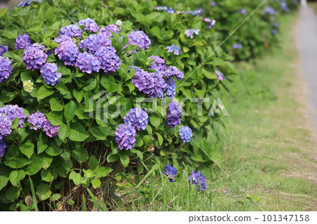 開花在路旁的八仙花屬 開花在路旁的八仙花屬 101347158