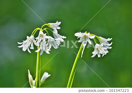 Allium Triketrum 的白色鐘形白花（春季，4 月） 101347223