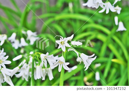 White bell-shaped white flowers of Allium Triketrum (spring, April) 101347232