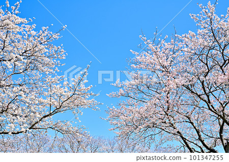 Rows of cherry blossom trees in full bloom Kusaba River in sunny spring 101347255