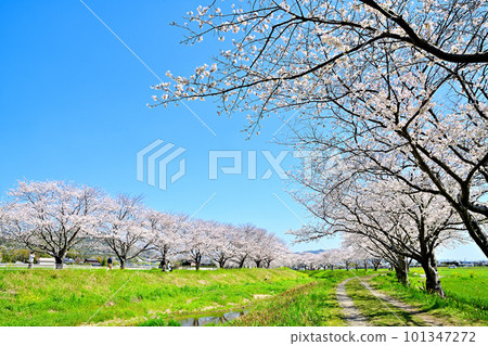 Rows of cherry blossom trees in full bloom Kusaba River in sunny spring 101347272