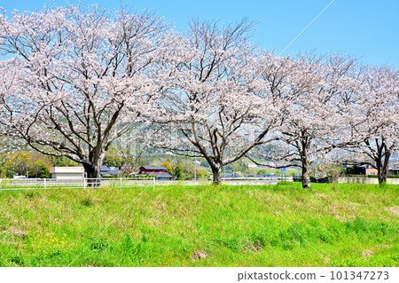 陽光明媚的春天，一排排櫻花盛開的庫薩巴河 101347273