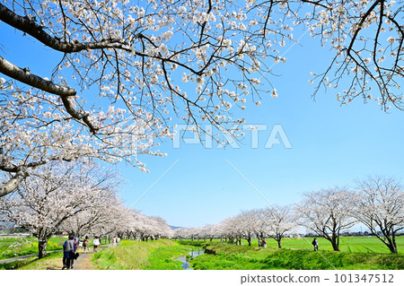 Rows of cherry blossom trees in full bloom Kusaba River in sunny spring 101347512