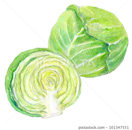 白菜水彩插圖 白菜水彩插圖 101347551