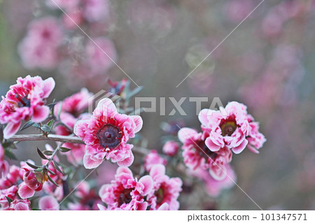 紅豹花（春季、四月） 101347571