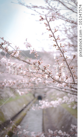 琵琶湖運河櫻花 101347574