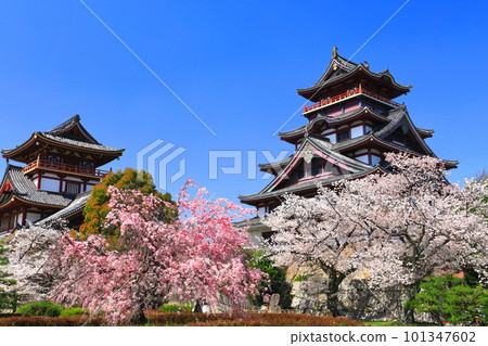 【京都府】伏見桃山城晴好櫻花盛開（大小塔樓） 101347602