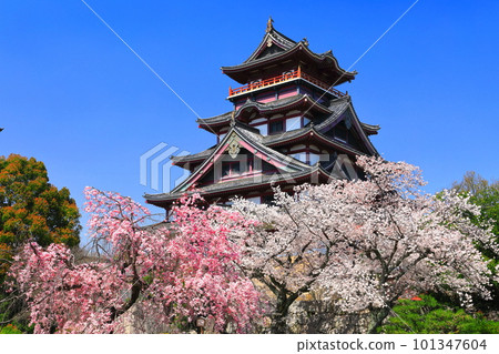 [京都府]伏見桃山城晴朗櫻花盛開（主塔） 101347604