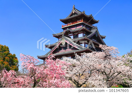 [Kyoto Prefecture] Fushimi Momoyama Castle under fine weather and cherry blossoms in full bloom (main tower) 101347605