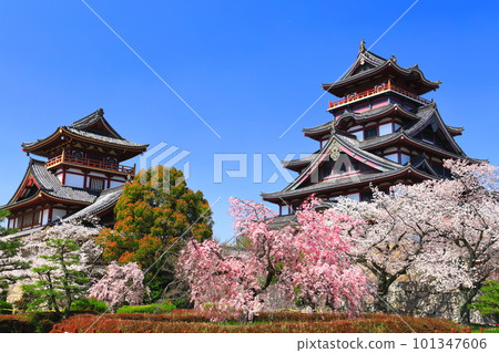 [Kyoto Prefecture] Fushimi Momoyama Castle under fine weather and cherry blossoms in full bloom (large and small towers) 101347606