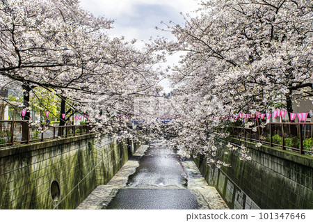 Cherry blossoms in full bloom upstream of the Meguro River in Tokyo 101347646