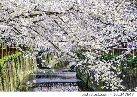 東京目黑川中游櫻花盛開 東京目黑川中游櫻花盛開 101347647