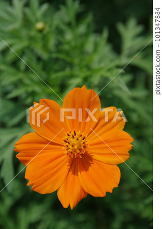 一種明亮的橙紅色陽光明媚的紅黃色波斯菊，從夏季到秋季開花。 101347884