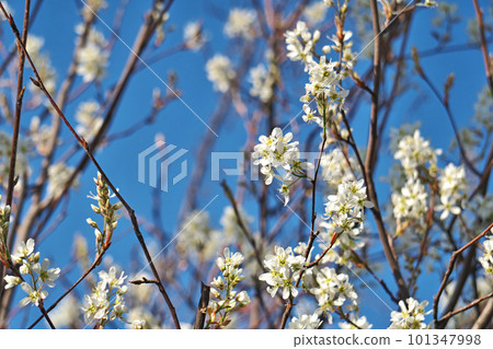 White Juneberry flowers (spring, April) White Juneberry flowers (spring, April) 101347998