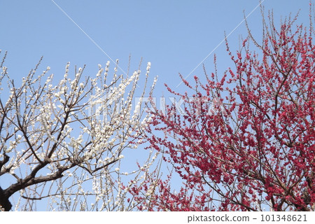 在藍天中閃耀的紅白李子 在藍天中閃耀的紅白李子 101348621