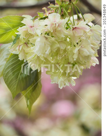 Green cherry blossoms, Gyoikou cherry blossoms 101348649