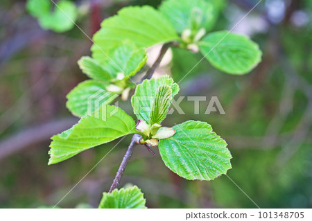 Beautiful green alder new leaves (spring, April) Beautiful green alder new leaves (spring, April) 101348705