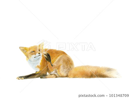 彩色鉛筆劃一隻野生紅狐放鬆 彩色鉛筆劃一隻野生紅狐放鬆 101348709