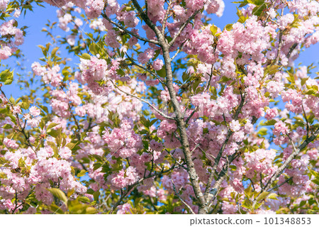 Cherry blossoms I met on the Kumano Kodo Cherry blossoms I met on the Kumano Kodo 101348853