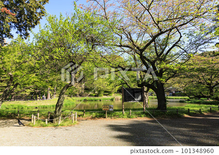 Scenery of Shomyo-ji Temple where fresh greenery shines 101348960