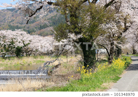 Cherry blossoms in full bloom and rape blossoms 101348970