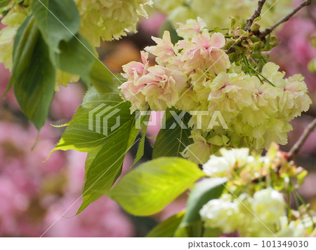 青櫻、行井櫻 101349030