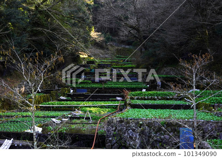 Ikadaba no Wasabi Field, Izu City, Shizuoka Prefecture Ikadaba no Wasabi Field, Izu City, Shizuoka Prefecture 101349090