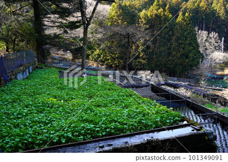 Ikadaba no Wasabi Field，靜岡縣伊豆市 101349091