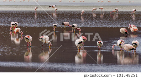 Flamingos in a shallow lake in Bolivia 101349251