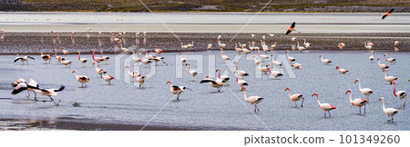 Flamingos in a shallow lake in Bolivia Flamingos in a shallow lake in Bolivia 101349260