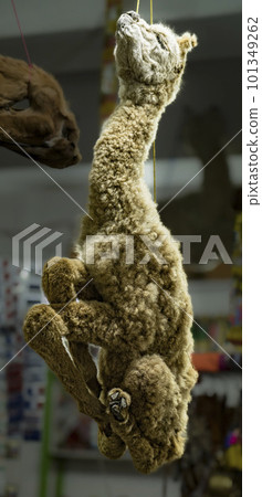 LLama or Alpaca fetuses stillborn, sold to pharmacists aka witches for Bolivian traditional rituals 101349262