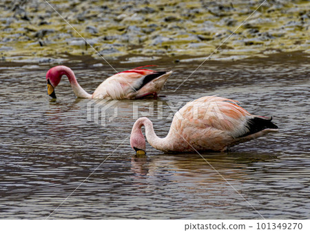 Two - 2 - flamingos in a shallow lake in Bolivia, with reflection in water 101349270