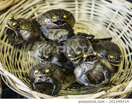 Frogs inflated and desiccated, sold by witches aka pharmacists in Bolivian markets for traditional 101349314