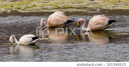Three 3 flamingos in a shalow lake in Bolivia with reflection in water 101349323