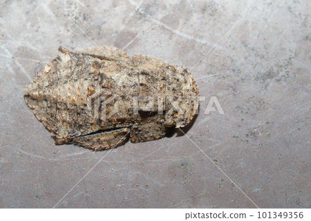Horned owl larva) (insect) 101349356