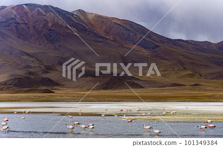 Many flamingos in a shallow lake in Bolivia, with majestic brown hills in the background Many flamingos in a shallow lake in Bolivia, with majestic brown hills in the background 101349384
