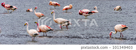 Flamingos in a shallow lake in Bolivia 101349403