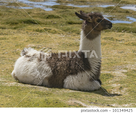 LLama in a field in the High Desert of Bolivia LLama in a field in the High Desert of Bolivia 101349425
