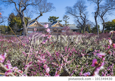 京都北野天滿宮的梅園花園 京都北野天滿宮的梅園花園 101349430