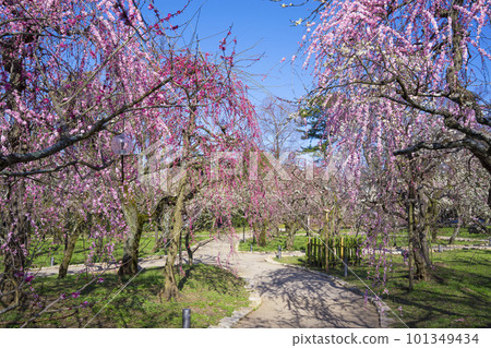京都北野天滿宮的梅園花園 101349434