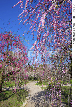 京都北野天滿宮的梅園花園 101349435