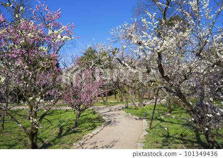 京都北野天滿宮的梅園花園 101349436