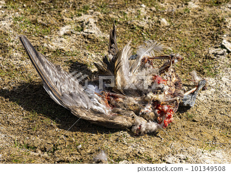 Hawk eats a burd he has killed on the edge of a lagoon in Bolivia 101349508