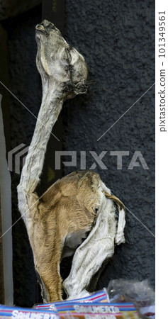 LLama or Alpaca fetuses stillborn, sold to pharmacists aka witches for Bolivian traditional rituals 101349561
