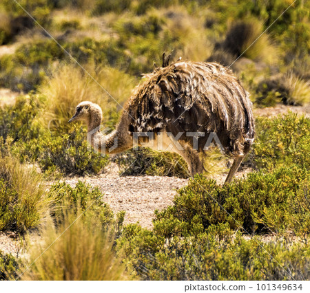 Bolivian ostrich is rare and only found on the High Desert 101349634