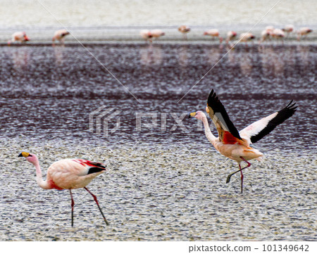Flamingos in a shallow lake in Bolivia Flamingos in a shallow lake in Bolivia 101349642